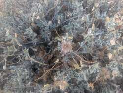 Image of purple sage