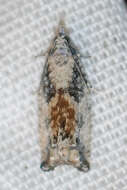 Image of Epinotia cinereana Haworth 1811