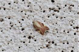 Image of Acleris foliana Walsingham 1879