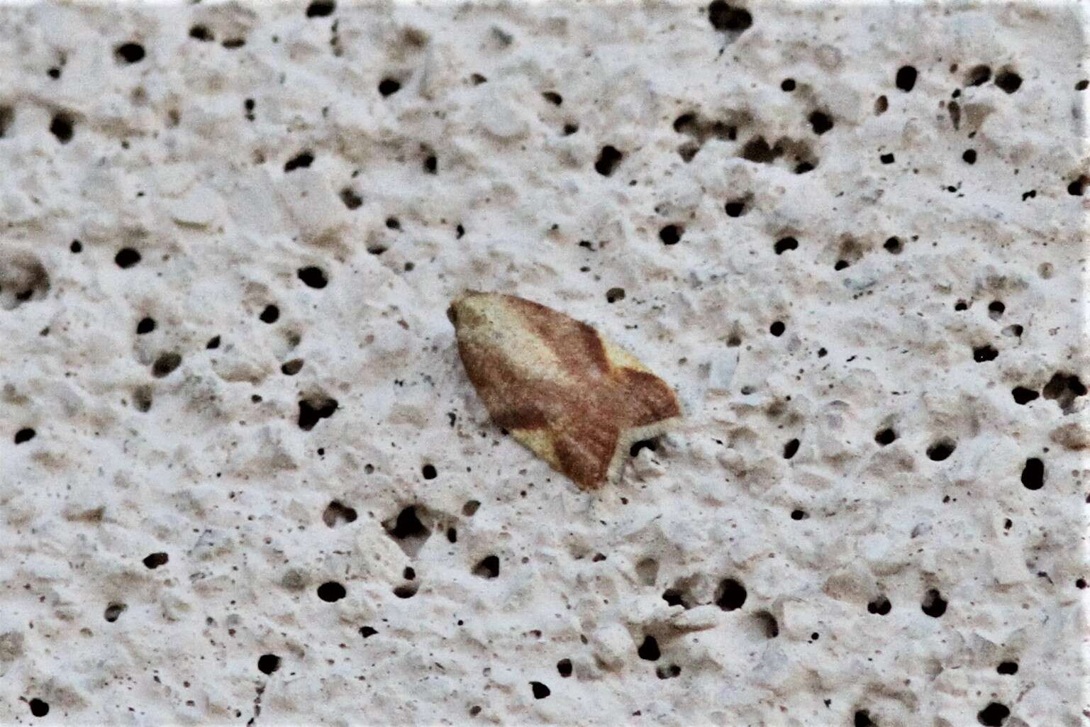 Image of Acleris foliana Walsingham 1879