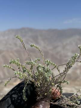 Image of Johnstonella parviflora (Phil.) Hasenstab & M. G. Simpson