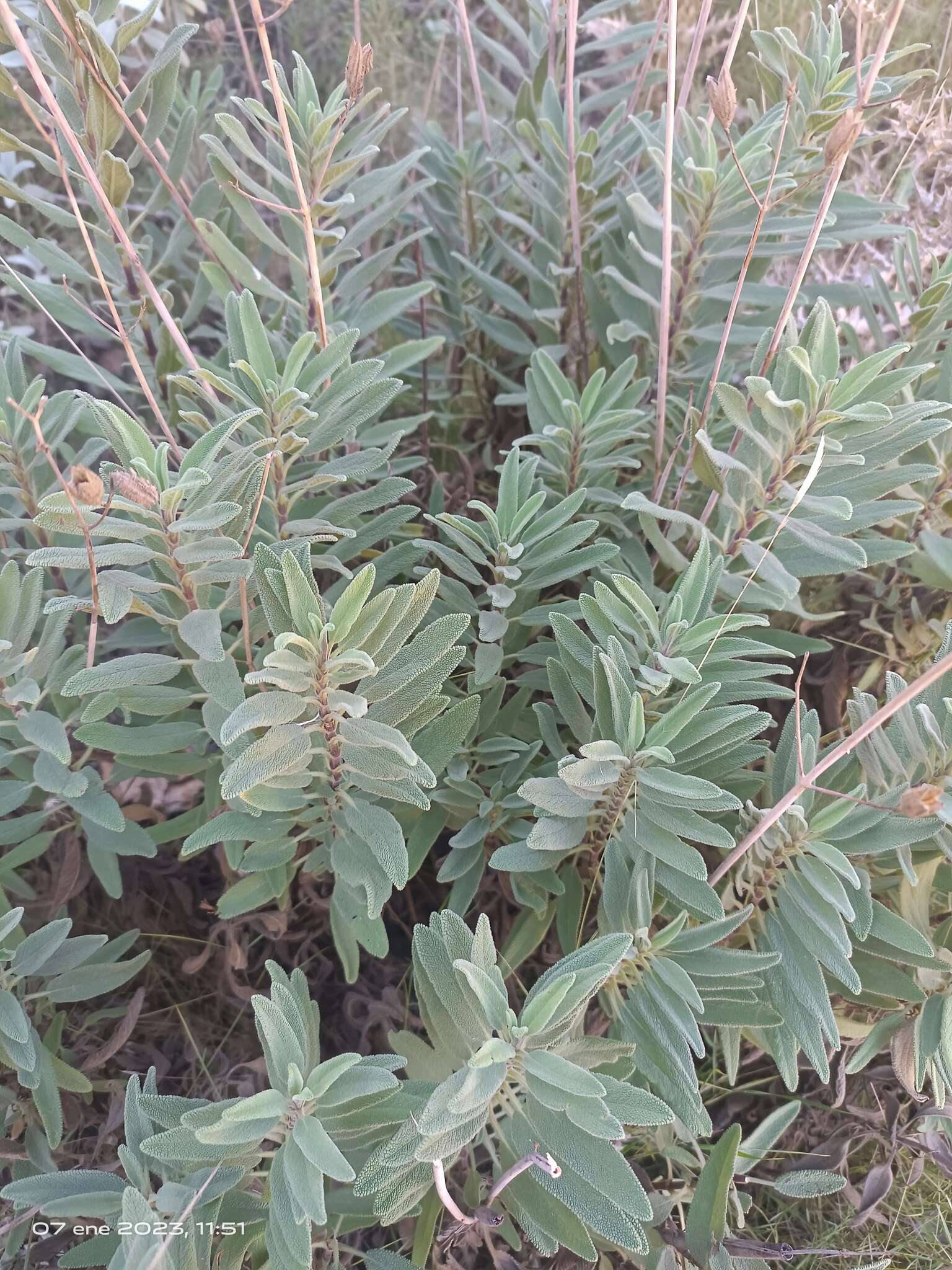 Imagem de Salvia candelabrum Boiss.