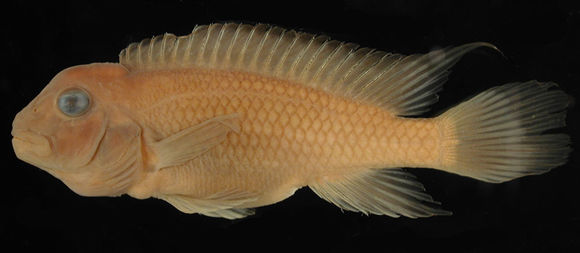 269.50557 steatoccranus glaber jpg jpg.580x360