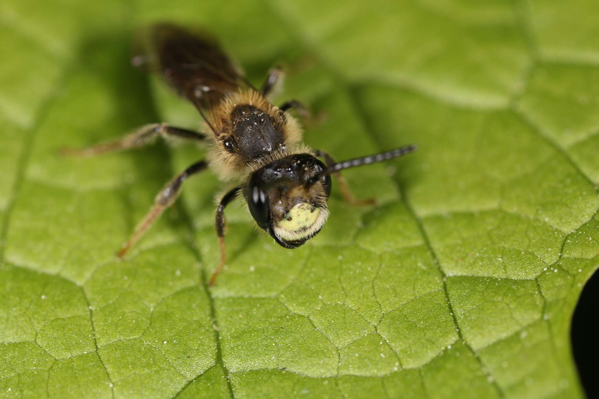 Image of Banks' Andrena