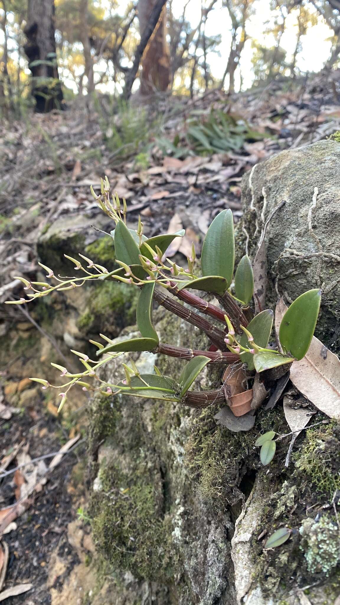 Imagem de Dendrobium aemulum R. Br.