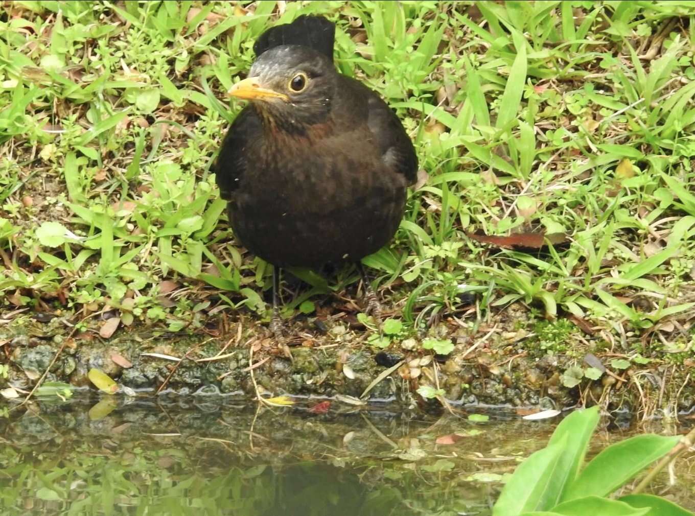 Image of Chinese Blackbird