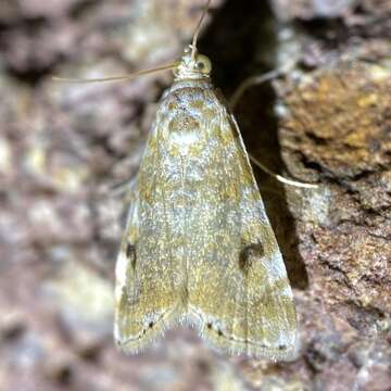 Image of Moth