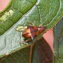 Image of Oropterus coniger White 1846