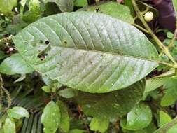 Image of Siparuna pauciflora (Beurl.) A. DC.