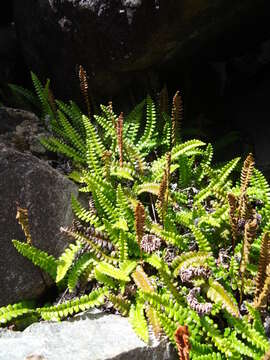 Image de Austroblechnum penna-marina subsp. penna-marina