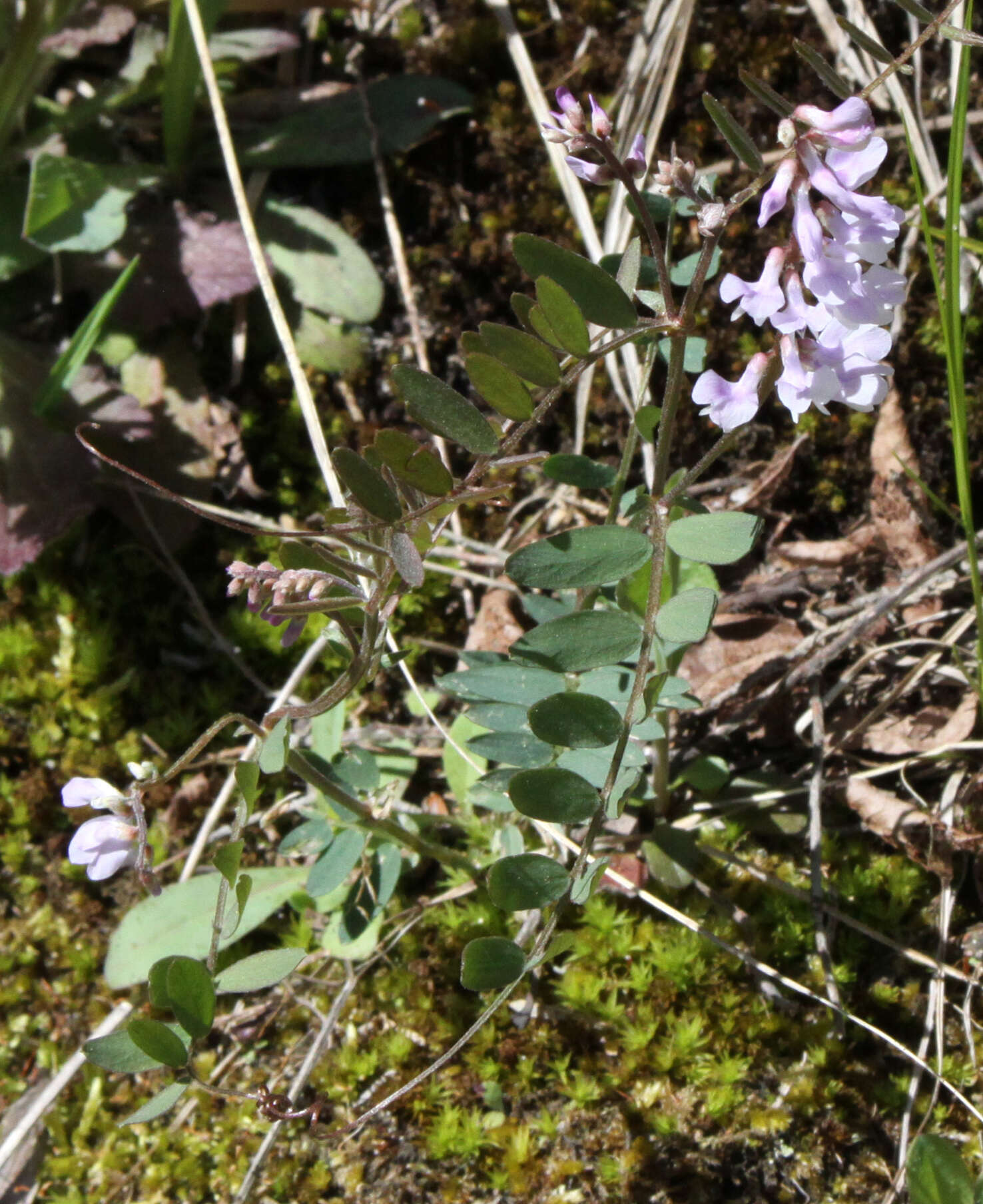 Imagem de Vicia caroliniana Walter