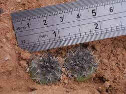 Image of Copiapoa montana F. Ritter