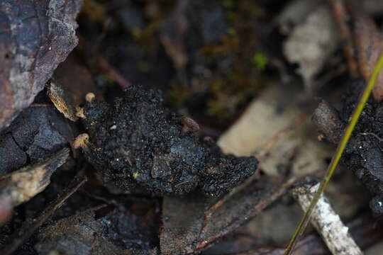 Image of Tatraea dumbirensis (Velen.) Svrček 1993