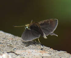 Aeromachus pygmaeus Fabricius 1775 resmi