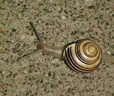 Image of Brown Lipped Snail