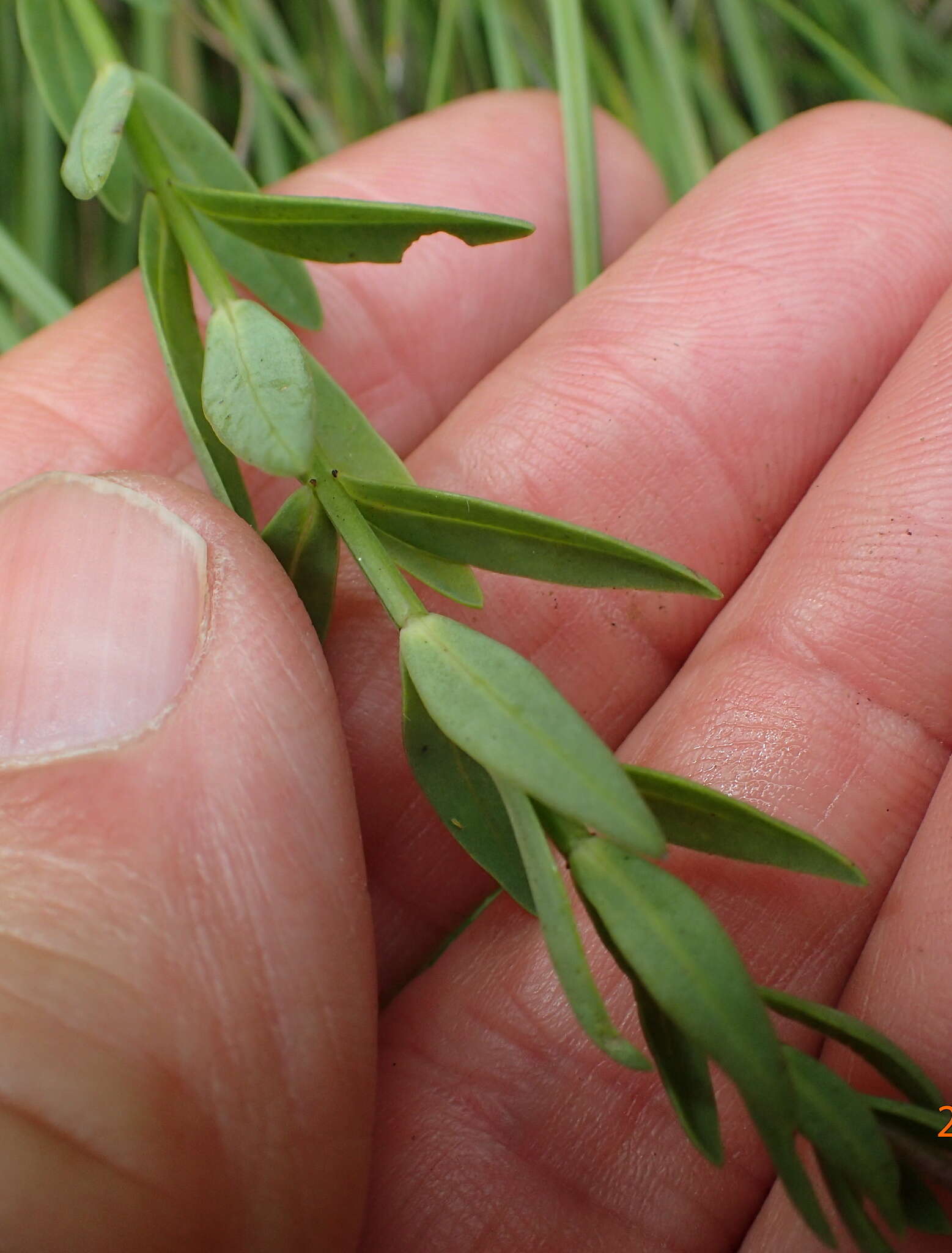 Image of Linum thunbergii Eckl. & Zeyh.