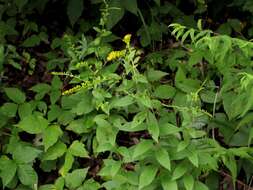 Image of Palmer's goldenrod