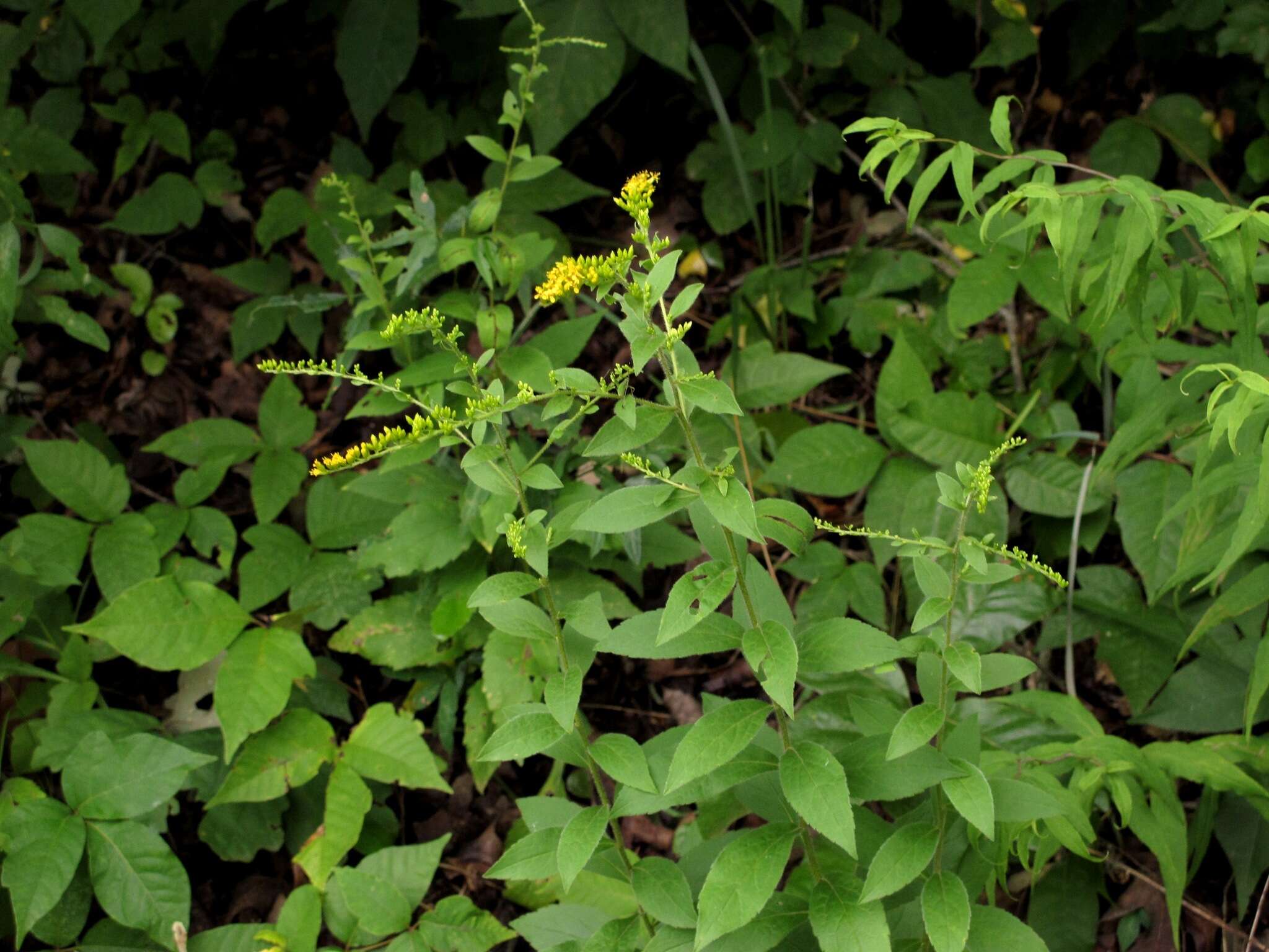 Image of Palmer's goldenrod