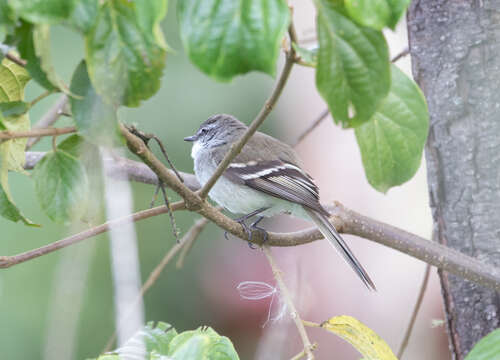 Image of White-throated Tyrannulet