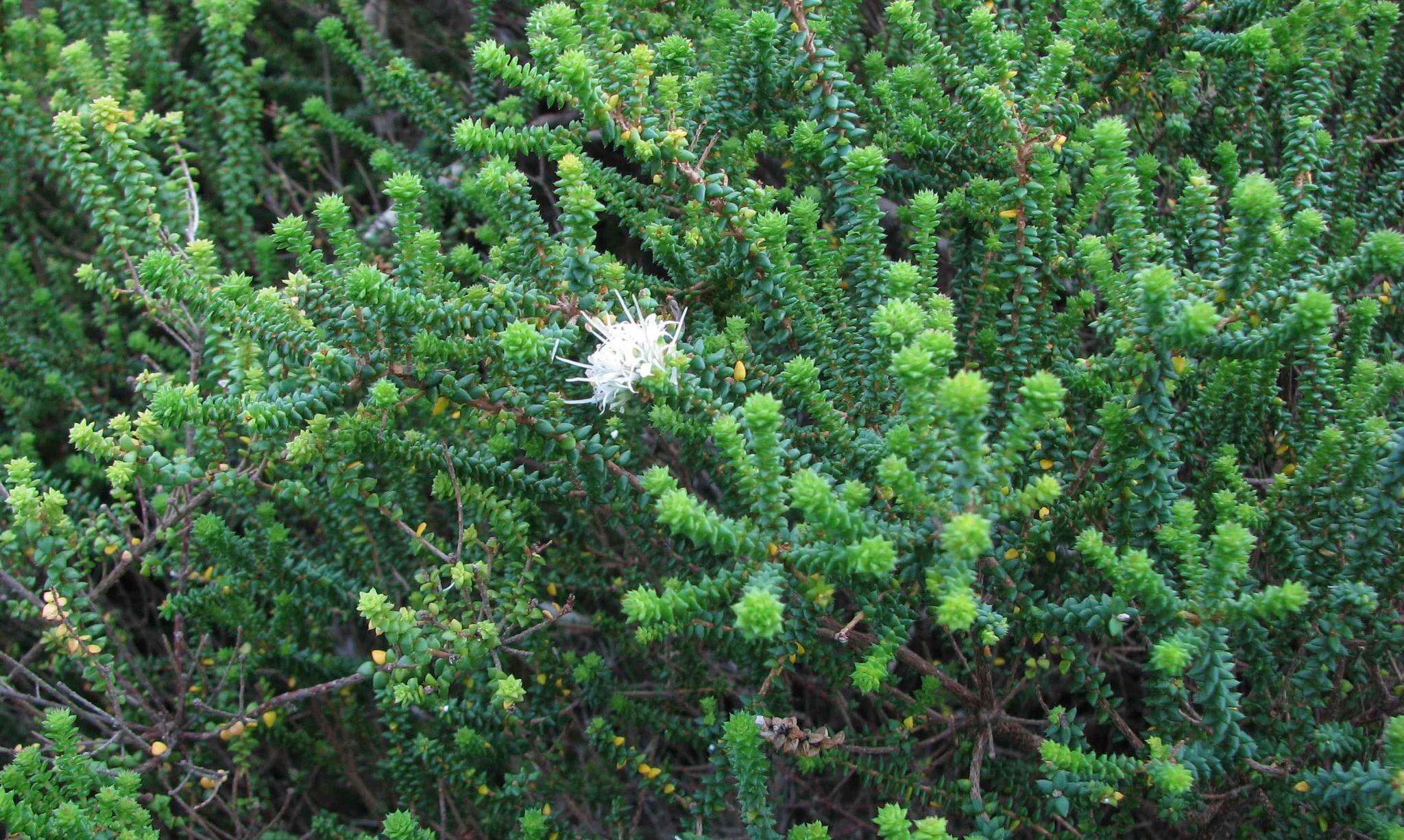 Image of Agathosma apiculata E. Mey. ex Bartl. & Wendl. fil.