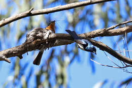 Image of Satin Flycatcher