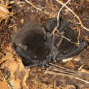 Image of Pygmy Fruit Bat