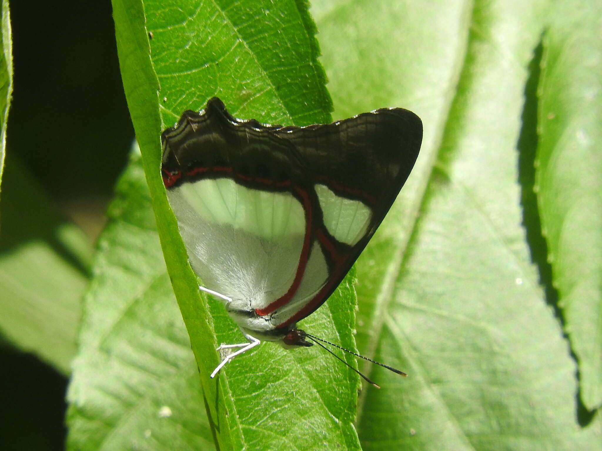 Image of Pyrrhogyra neaerea Linnaeus 1758