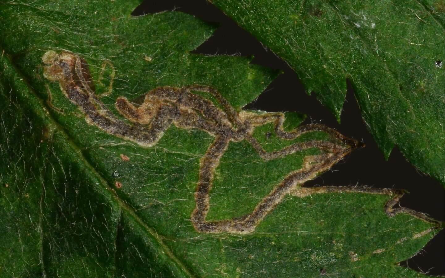 Image of Stigmella nylandriella (Tengström 1848) Beirne 1945