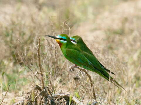 Image of Blue-cheeked Bee-eater