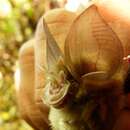 Image de Rhinolophus macrotis Blyth 1844