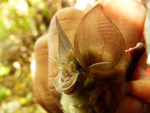 Image of Big-eared Horseshoe Bat
