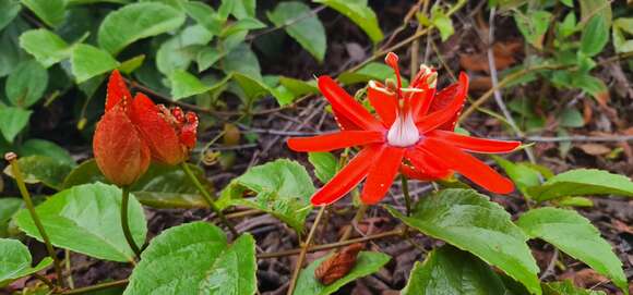 Image of scarlet passionflower