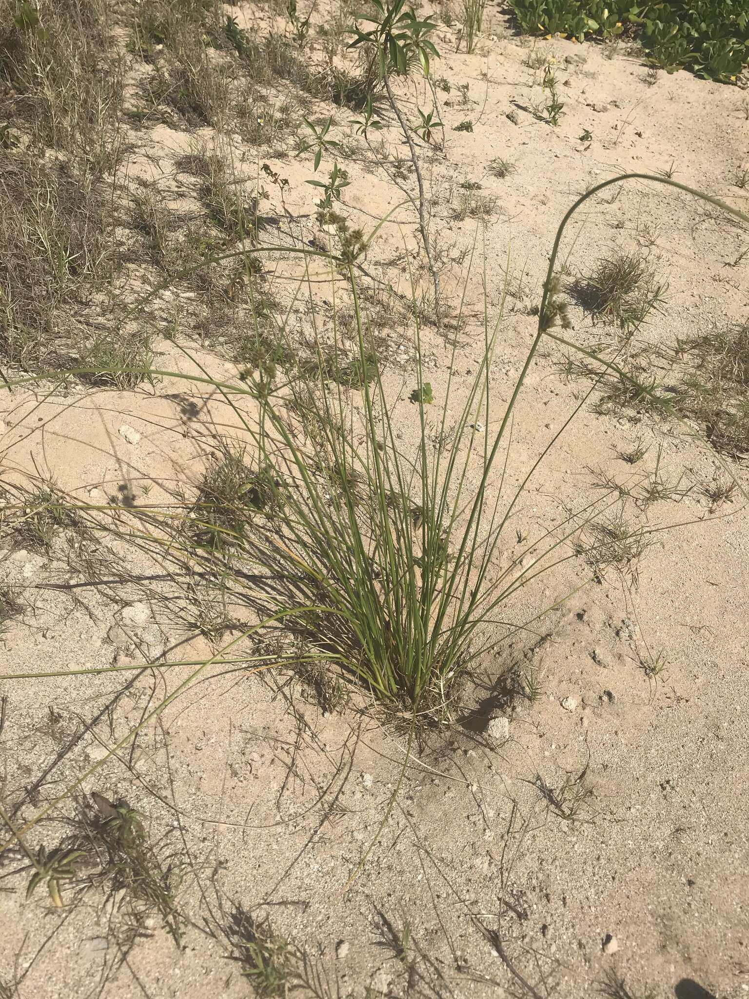 Image of Sticky Flatsedge