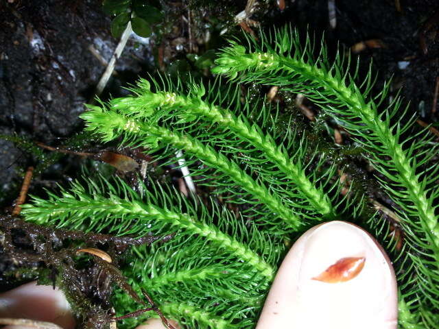 Image of Miyoshi's clubmoss