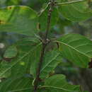 Sivun Coffea grevei subsp. mahajangensis A. P. Davis & Rakotonas. kuva