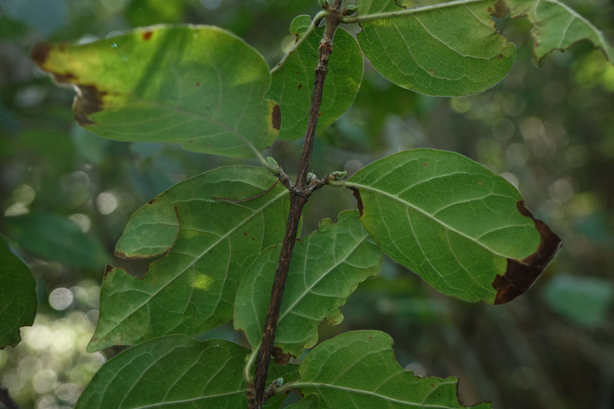Image of Coffea grevei subsp. mahajangensis A. P. Davis & Rakotonas.