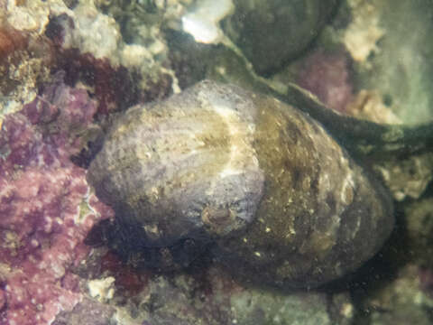 Image of tuberculate cuttlefish