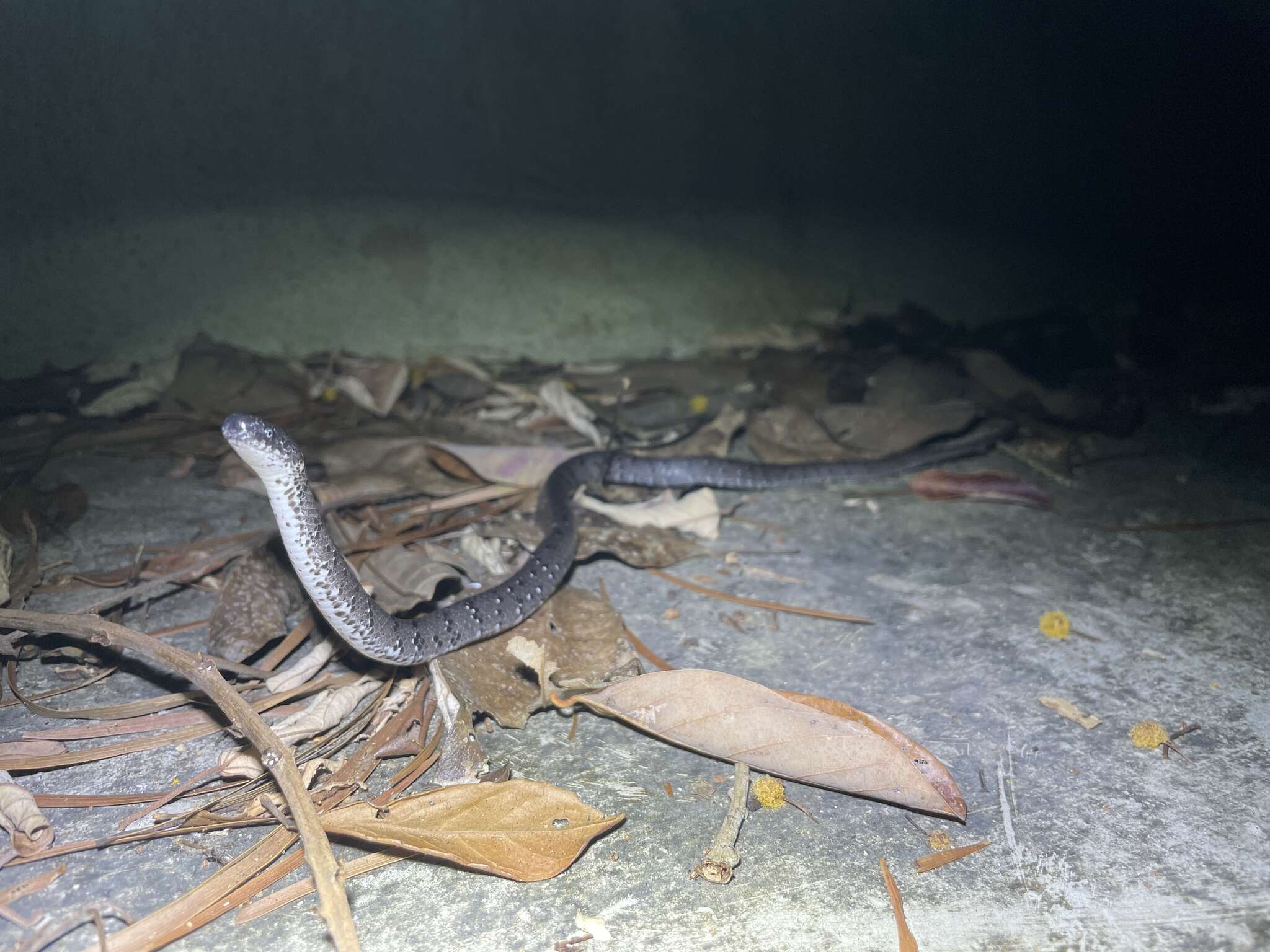 Image of Mountain Slug Snake