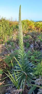 Слика од Echium simplex DC.