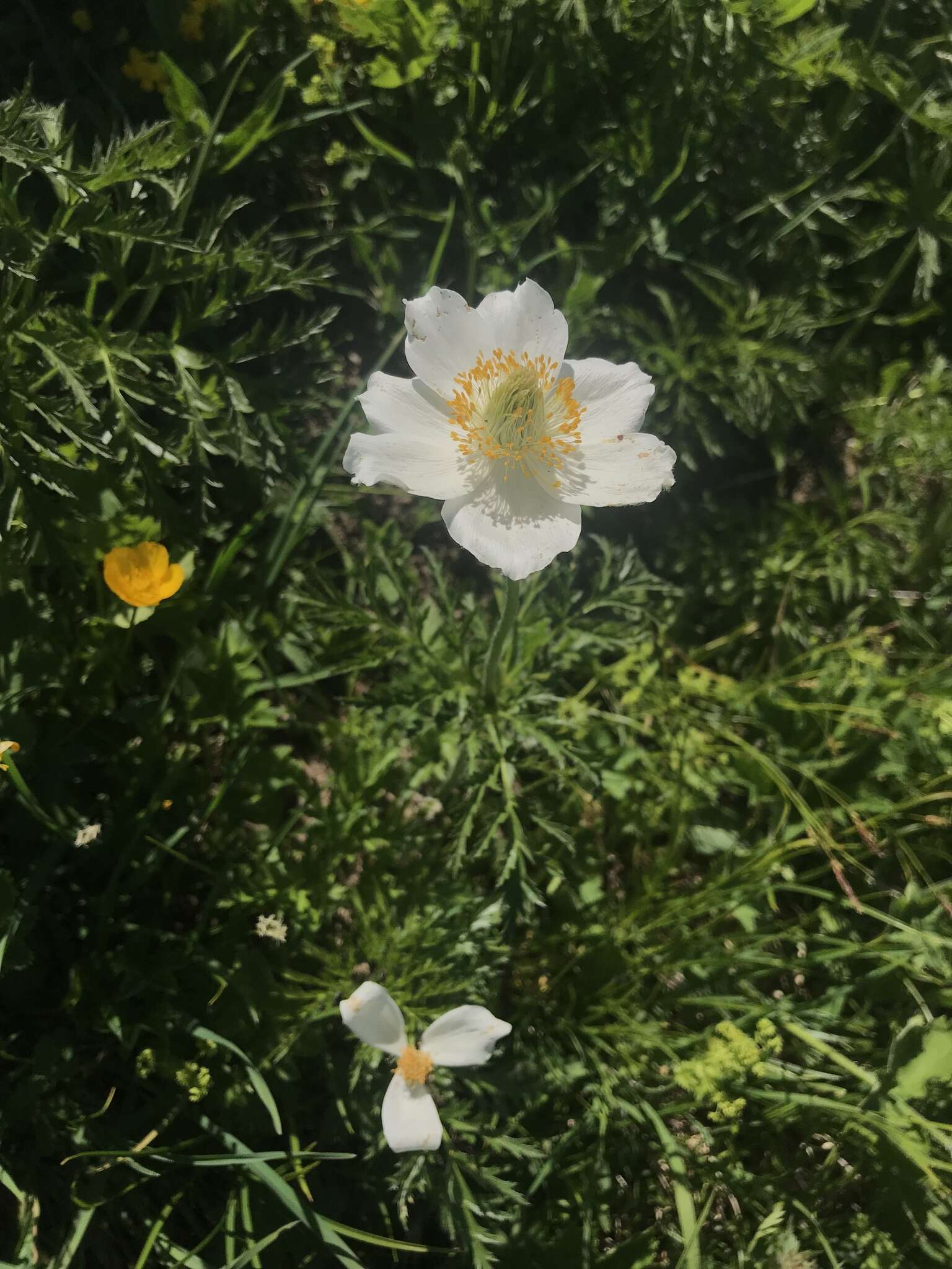 Image of alpine anemone