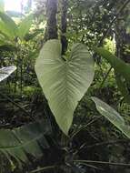 Image of Anthurium caperatum Croat & R. A. Baker