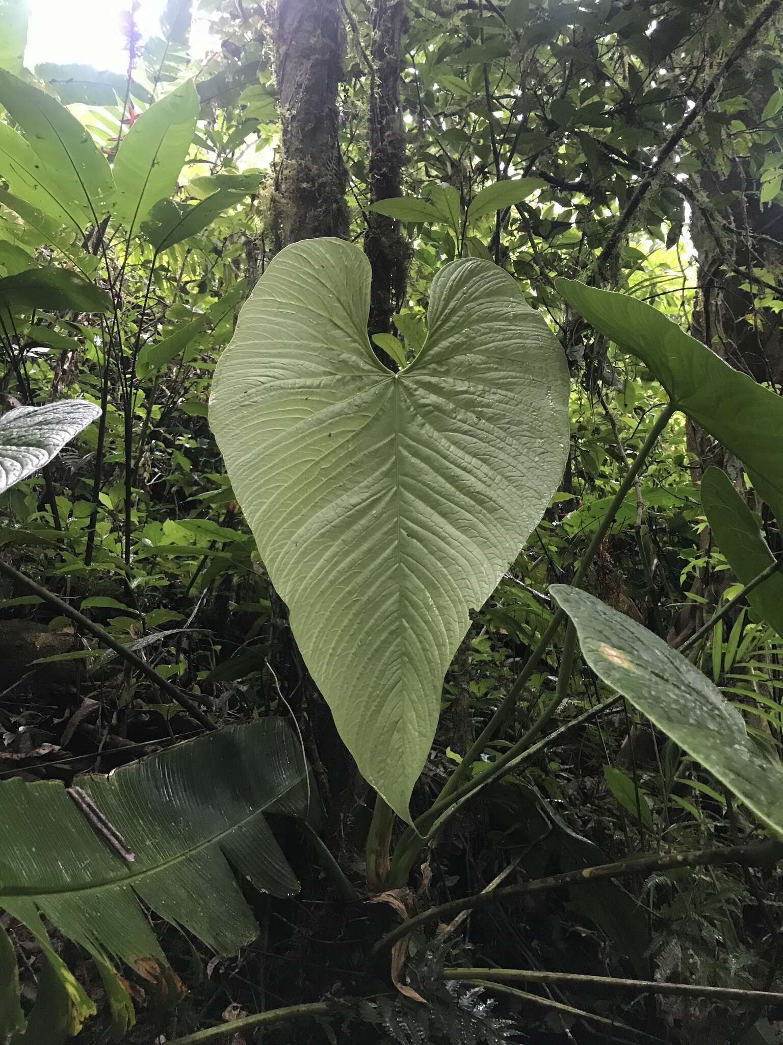 Anthurium caperatum Croat & R. A. Baker resmi