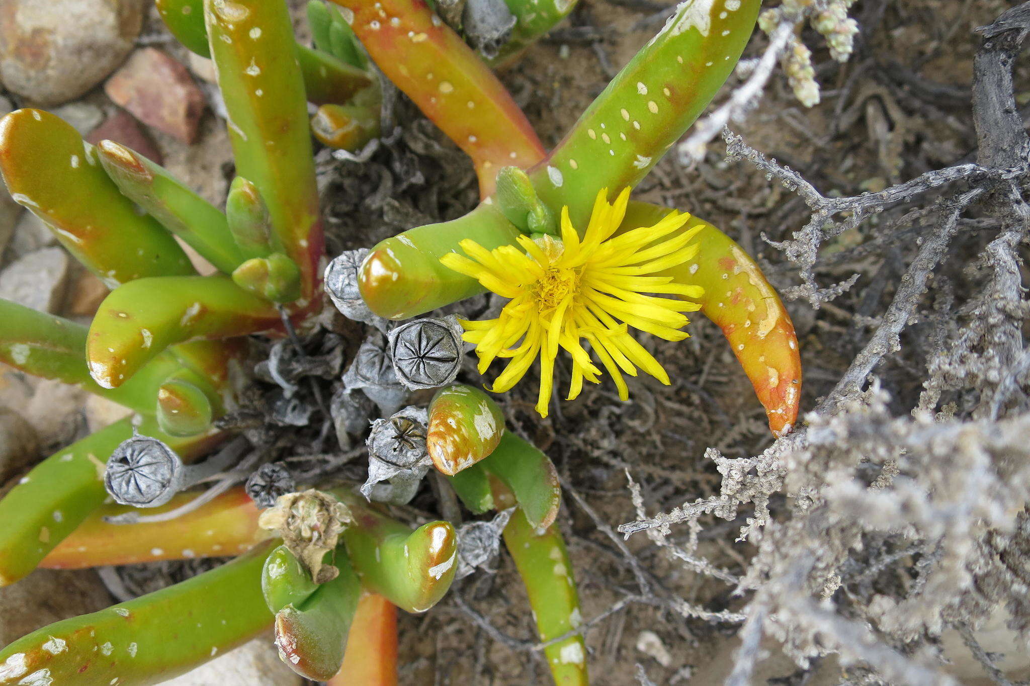 Image of Glottiphyllum regium N. E. Br.