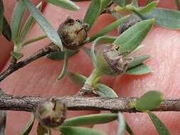 Image of Leptospermum brevipes F. Müll.