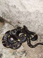 Image of Barred Wolf Snake