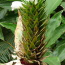 Image of Costus leucanthus Maas