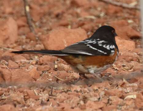 Sivun Pipilo maculatus montanus Swarth 1905 kuva