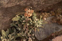 Image of Senecio procumbens Kunth