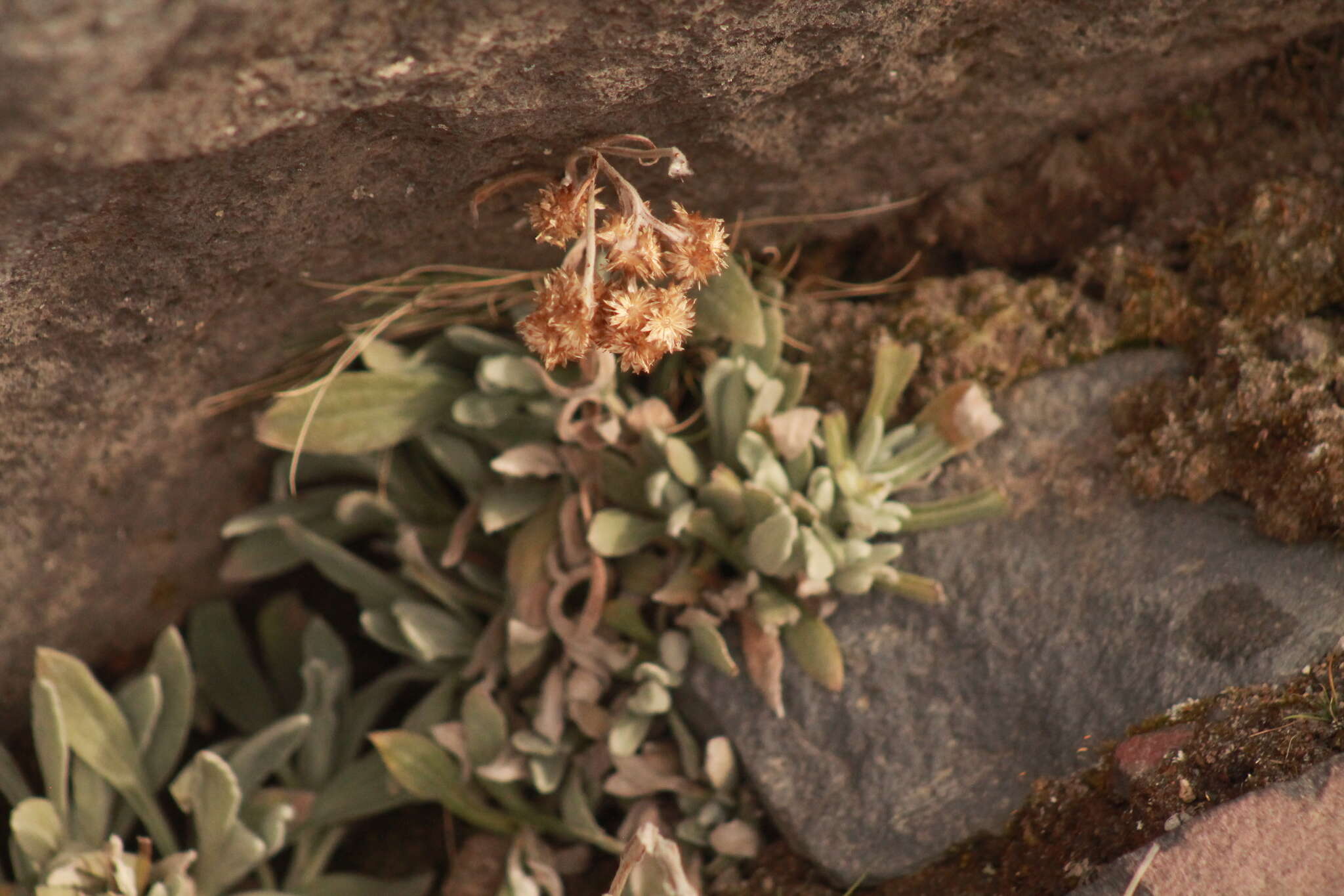 Image of Senecio procumbens Kunth