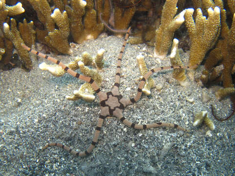 Image of Banded Brittle Star